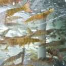 요리횟집 이미지