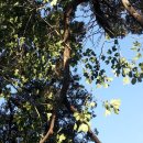 황칠나무 잎줄기(효소용,차용) ~~~ 이미지