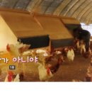 까망흑염소농장 이미지