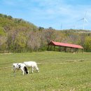 얼룩목장 이미지