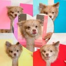 하이뭉치 유치원 이미지