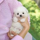 순창환경 | 순창강아지분양 현실 후기