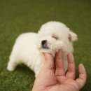 미스터앤 미세스멍 원주점 이미지