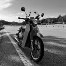 신양 벚꽃길 이미지