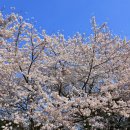 며칠 전 다녀온 제주 신산공원 벚꽃과 튤립 엄청 예쁘더라구요 이미지