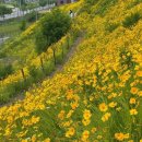 금계국(金鷄菊)...A Flower Is All You Need 이미지