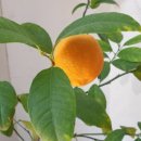 신성이용원 이미지