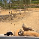 영소목장 이미지