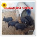 실로암5농장 이미지