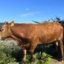 전북특별자치도 축산연구소 이미지