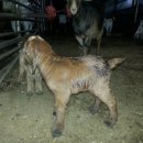 괴산염소농장 이미지