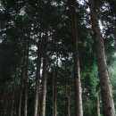 2011년 9월 18일 세째주 정기 여행 = 치유의 숲, 편백나무 축령산 이미지