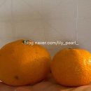 미소농장 | [농라] 제주미소농장 조생감귤 혼합과 5kg 재구매