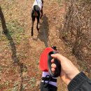 벨라독 | 산책 필수템! 강아지 실리콘 물병, 슈프리독 사용 후기 (feat. 생수병 탈출)