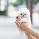유앤미펫 강아지분양 고양이분양 위례점 이미지