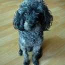 뭉뭉이네 이미지