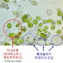 하수의과병원 | 인간에게 유익한 미생물과 환경정화 미생물을 제대로 알고 활용하자