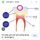 하이센스바이오 "자연치아 재생기술로 치과치료 새 지평 열 것" 이미지