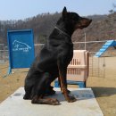 애견친구 이미지