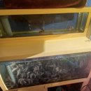 주식회사 힘낙지쭈꾸미 | [맛집/경기광주] 송정동 꼼장어 맛집 "볏짚산꼼장어와 쭈꾸미" (주차, 메뉴, 맛 후기)