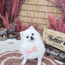 라라그루밍 이미지