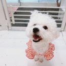 고봉이네 이미지