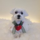 바니펫살롱 이미지