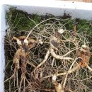 영심농장 이미지