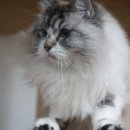 우다닥 고양이호텔 이미지