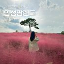 굴렁쇠협동조합 | 서울근교 10월 가을나들이 안성팜랜드 핑크뮬리 코스모스 명소 데이트 추천 주차