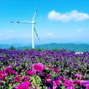 제82차 거창 감악산(아스타국화축제) 산행 공지 이미지