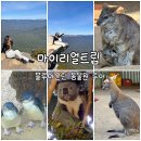 마이딩고 | 내돈내산 마이리얼트립 시드니투어 블루마운틴 링컨스락 페더데일 동물원 코알라 캥거루