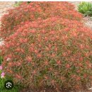 Euphorbia epithymoides Bonfire 이미지