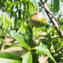 천일선농장 이미지