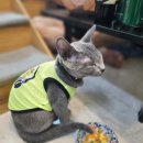 웰케어동물병원 | 고양이 눈 영양제 강아지 눈물자국 고민이라면 추천 웰케어 후기