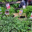 평화종묘사 이미지