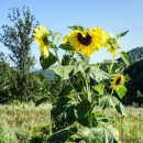 들꽃목장 이미지