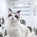 부산고양이미용&호텔 무냥무냥 대연점 이미지