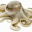 주꾸미(Octopus ocellatus 또는 Octopus fangsiao) 쭈꾸미 이미지