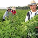 산수리농장 이미지