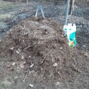 다래와 잣나무 이미지