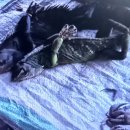 한우천하통일 | 백만마리 코끼리는 다 어디 갔느뇨?