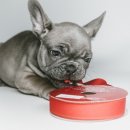 똥싼 강아지 이미지