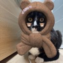 GS25강서한울점 | 버터링 티라미수, 후레쉬베리 멜론맛, GS마라뉴진면볶이