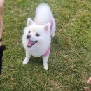 더엘동물의료센터 이미지