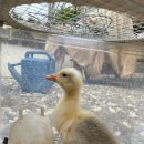 병아리펜션 이미지