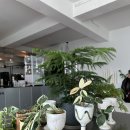 네잎클로버의 메아리 | [연희동] 보케 - 분위기 좋은 연희동 카페 네잎클로버 케이크🍀 맛집 후기 (내돈내산)