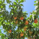 남경농장 이미지