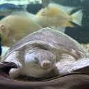 역삼1-136 | [강남/역삼] 바다거북이와 함께하는 이색 카페 &#39;슬로우 커피&#39; 방문 솔직후기