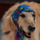 반려견 셀프미용 이미지